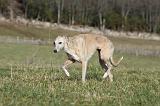 WHIPPET 331